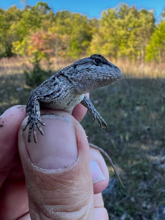 Prairie Lizard